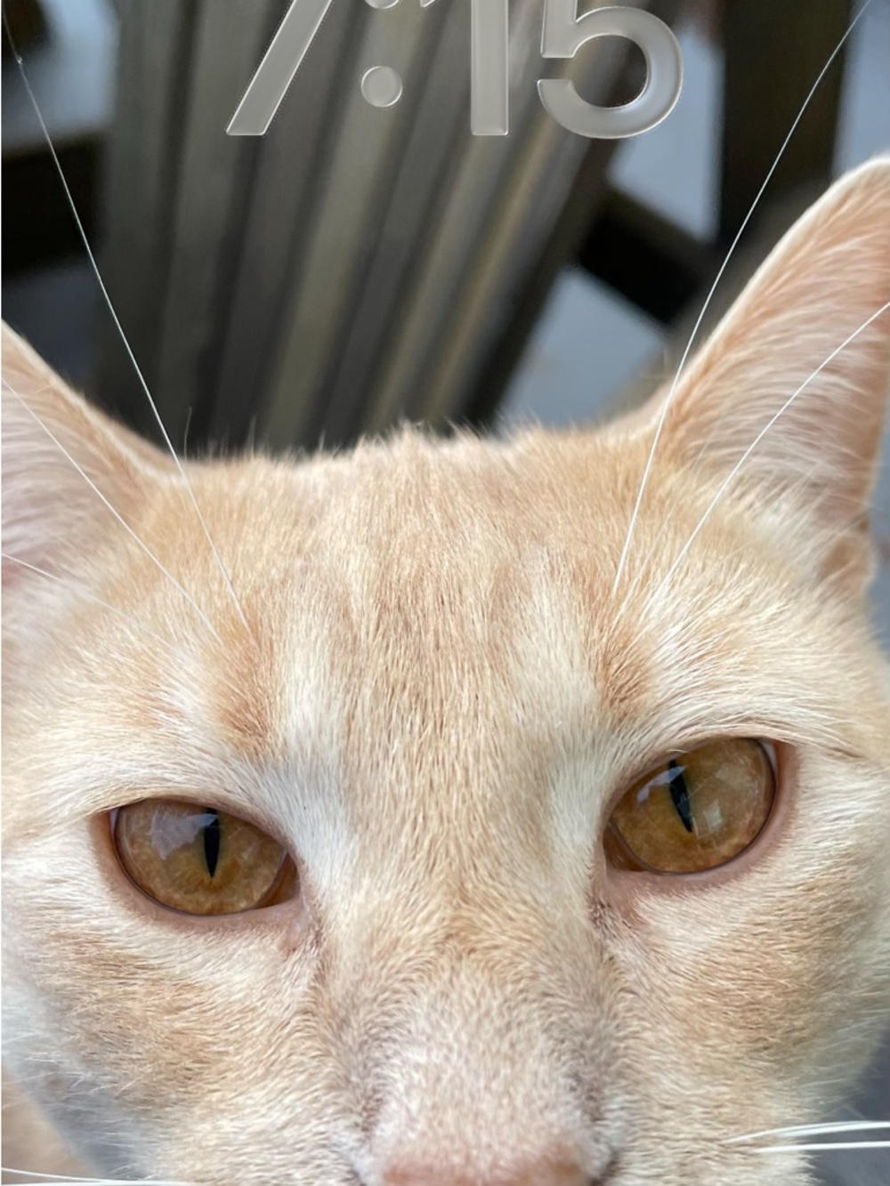 Cream Cat Close-Up Portrait Print for Pet Lovers